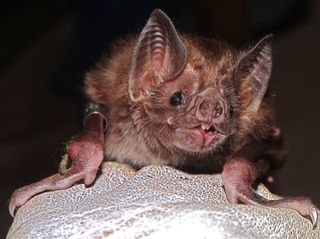 A close-up of a common vampire bat.