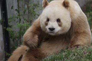 A brown giant panda named 'Qi Zai' rests at Qinling Sibao Science Park on March 15, 2023 in Xi'an, Shaanxi Province of China.