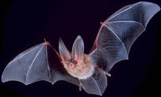 bats-longevity