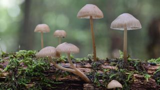 psilocybin growing in a forest