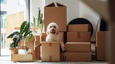 A goldendoodle sits among moving boxes.