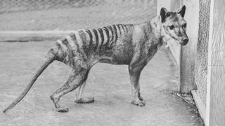 A black and white photo of a dog-sized animal with a pointy snout, long, pointy tail, and stripes on its back