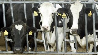 black and white dairy cows shown with their heads poking through a metal fence on a farm. their ears are tagged with numbers