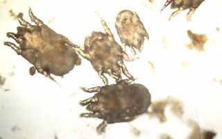 ear mites