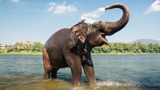 An elephant sprays itself with water in a river.