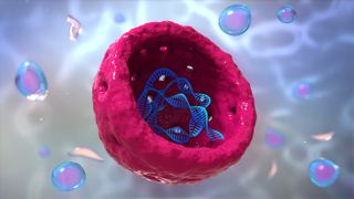 A molecule of DNA is coiled inside a cell nucleus.