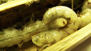 A wasp larva curls forward to take a bite out of its nestmate. Body lengths of the cannibal and its victim were about 0.8 inches (20 millimeters).