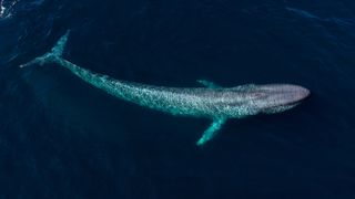 Blue whale swimming