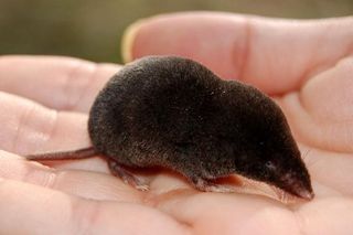 american-shrew-mole-02