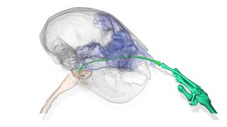 A 3D visualization showing the head and middle finger of a nose-picking aye-aye.