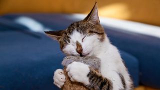 A cat blissfully rubs its face on a catnip-covered scratching post.