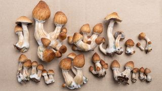 A cluster of Psilocybin Mushrooms