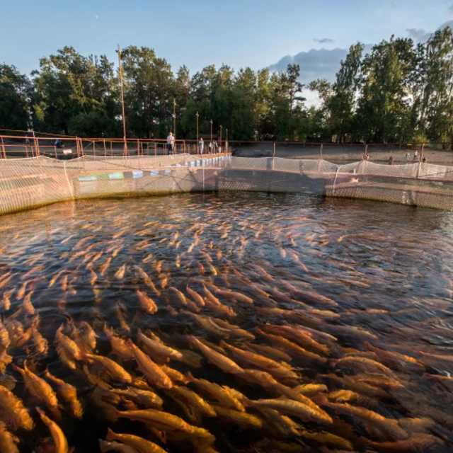 Aquaculture