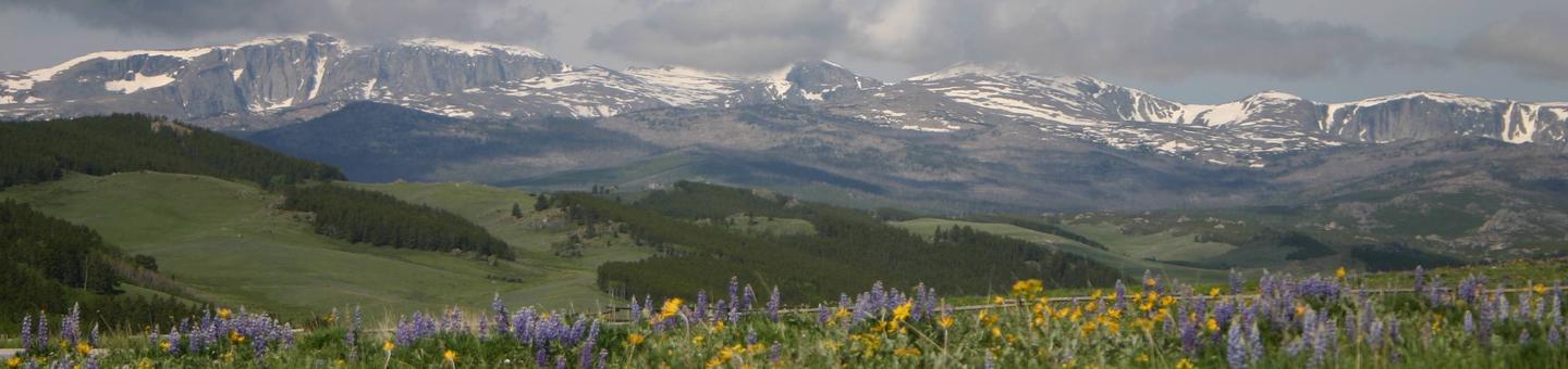 Bighorn National Forest