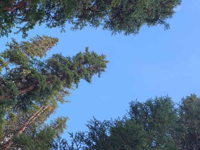 Preview photo of Monongahela National Forest Christmas Tree Permit