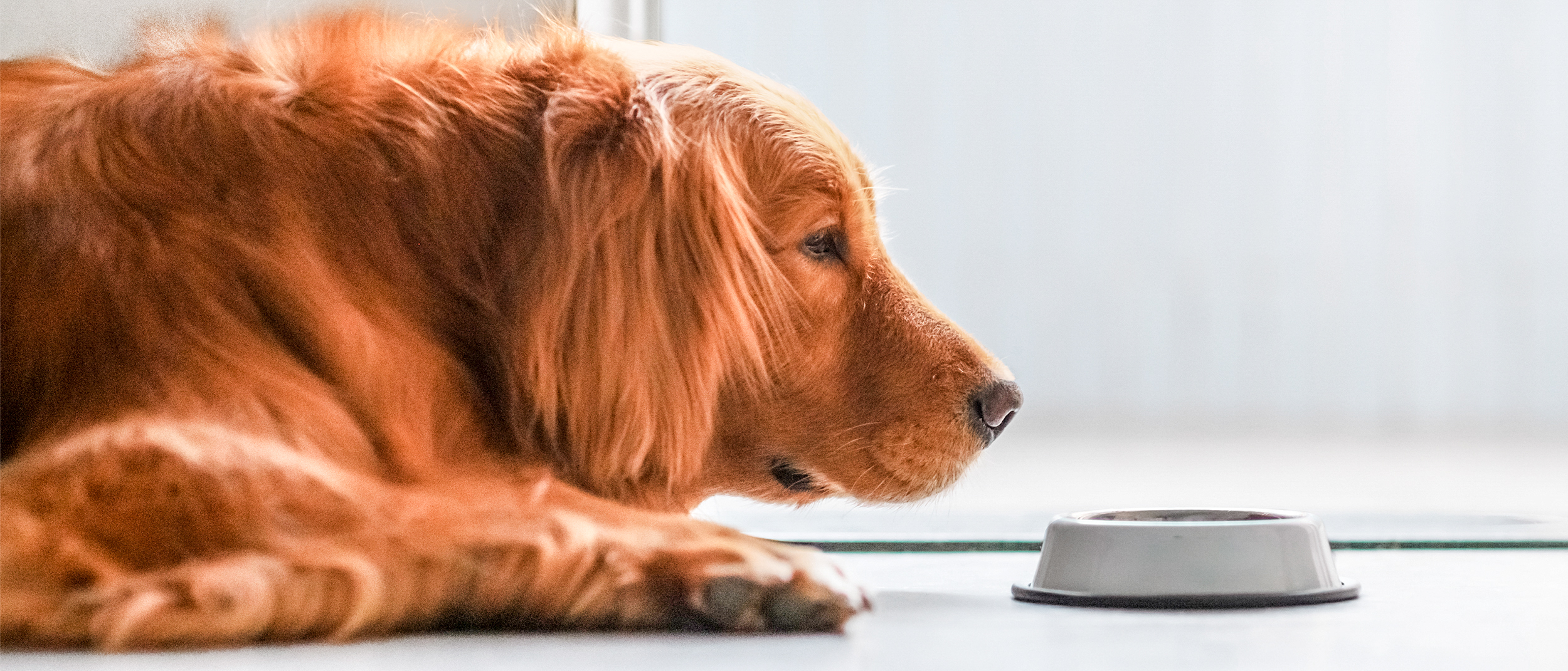 Adult Golden Retriever lying down on the floor by a silver bowl.