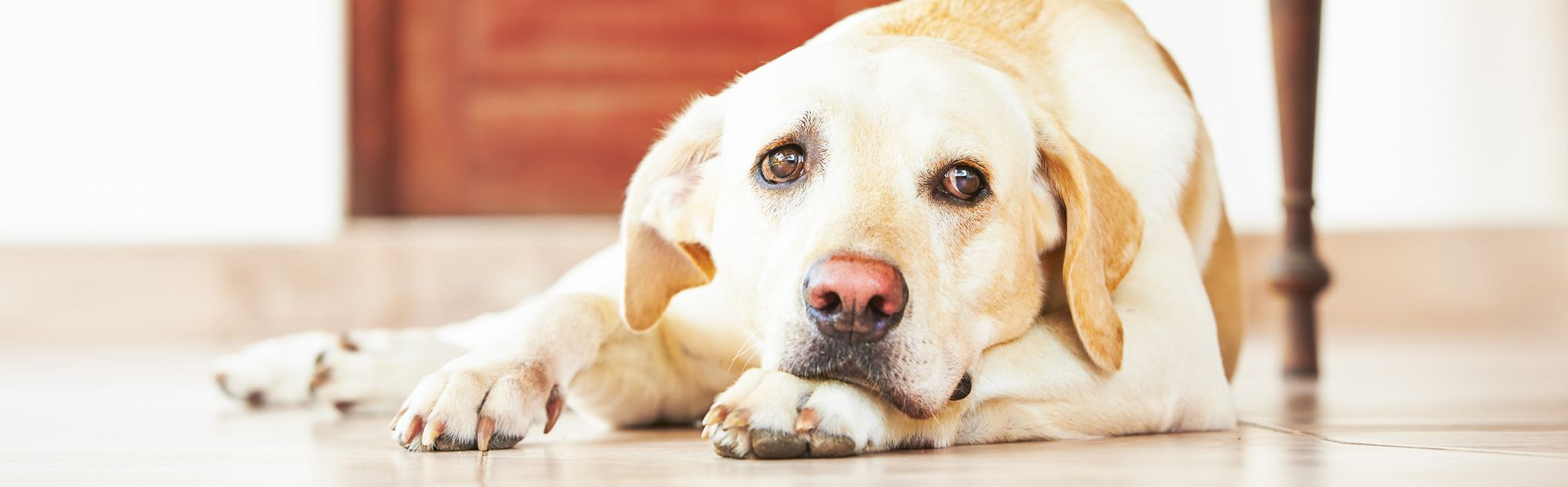 Dog lying down on wooden floor