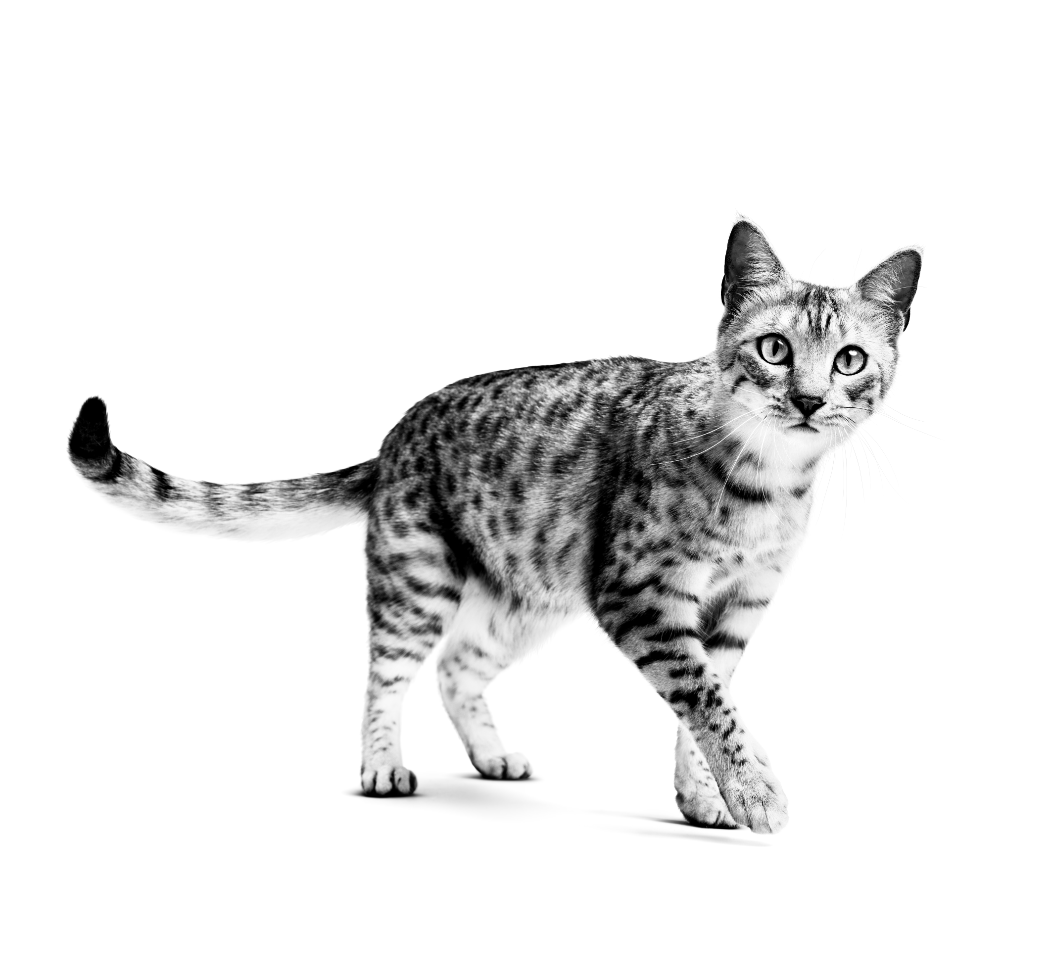 Egyptian Mau Adult in black and white