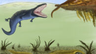 Metoposaurus krasiejowensis (olive green) had a bottom-dwelling lifestyle, probably to avoid competition with the larger Cyclotosaurus (blue) and phytosaur Parasuchus (ochre brown). Image credit: Sudipta Kalita.