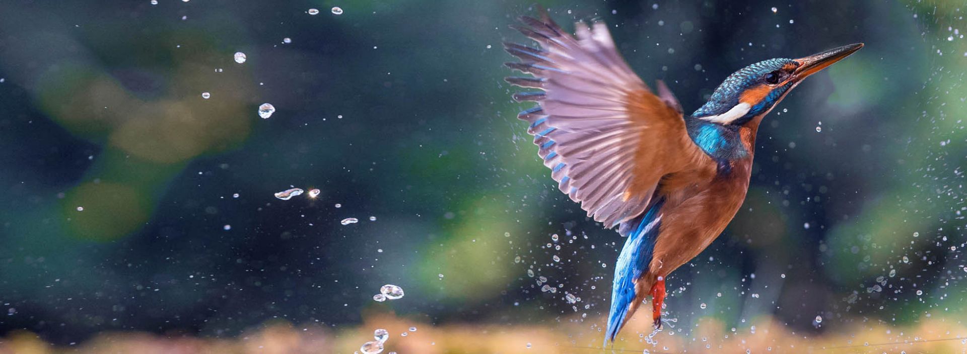 kingfisher