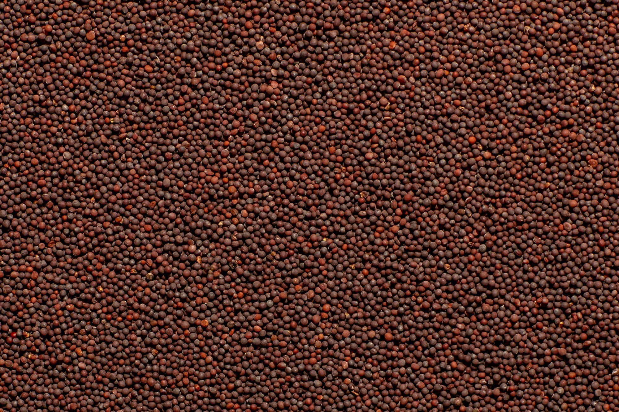 Black mustard seeds