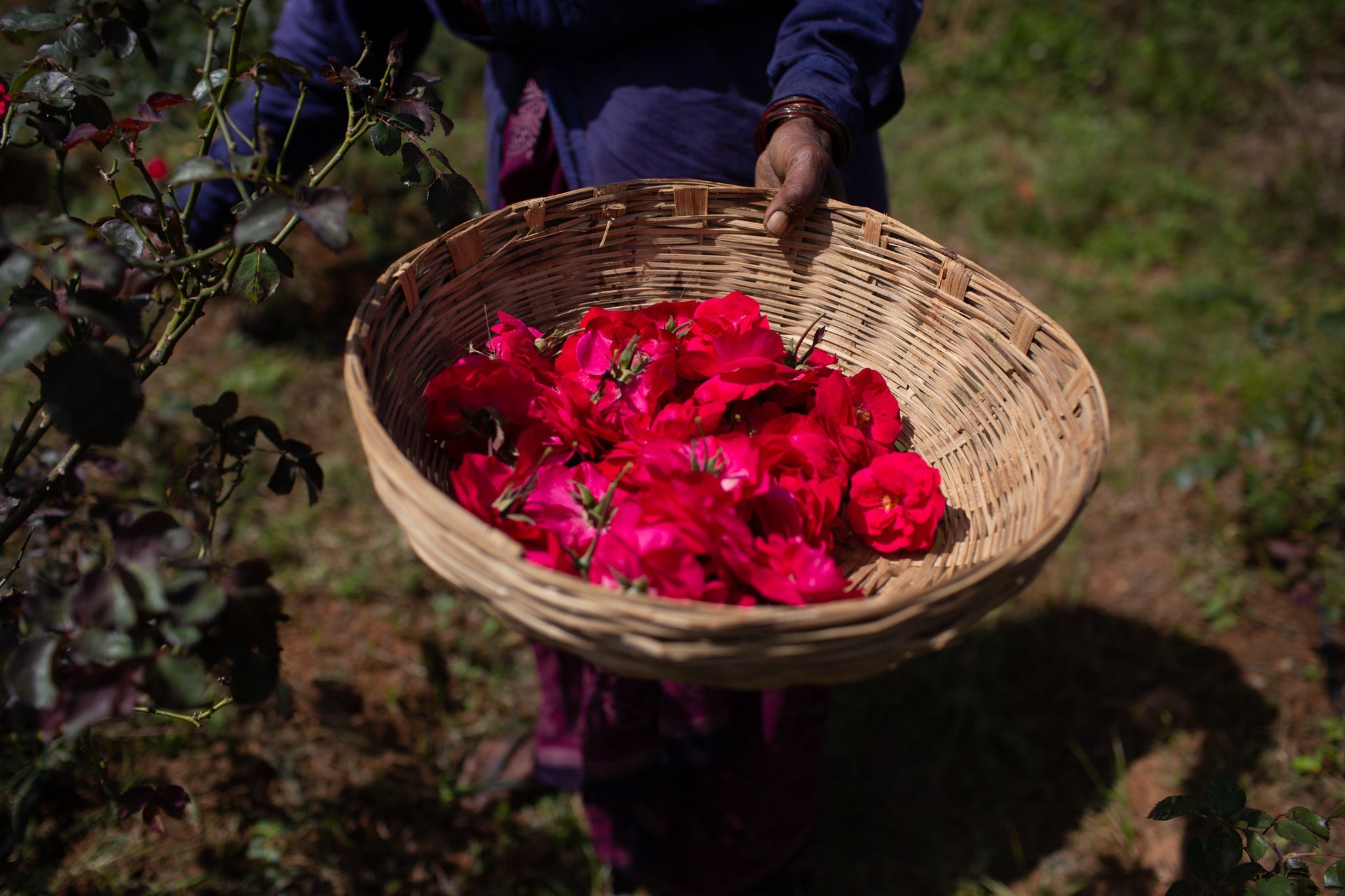 A basket full of just harvested Panneer roses