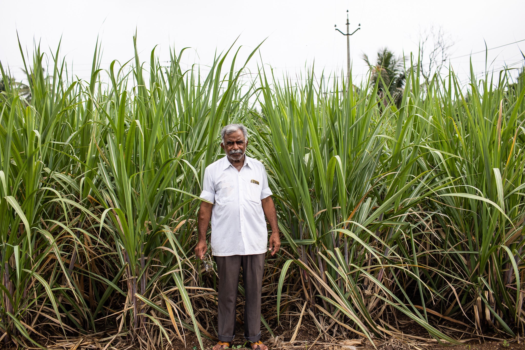 Our farm partner Kantilal Randive in front of a field of sugar cane