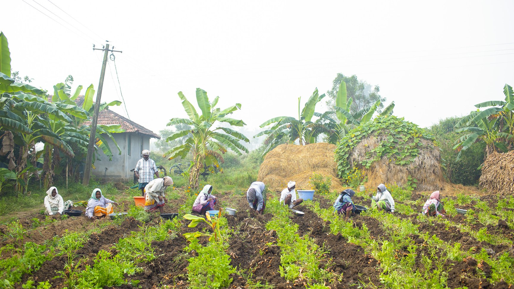 Farmworkers harvesting Pragati Turmeric in a field