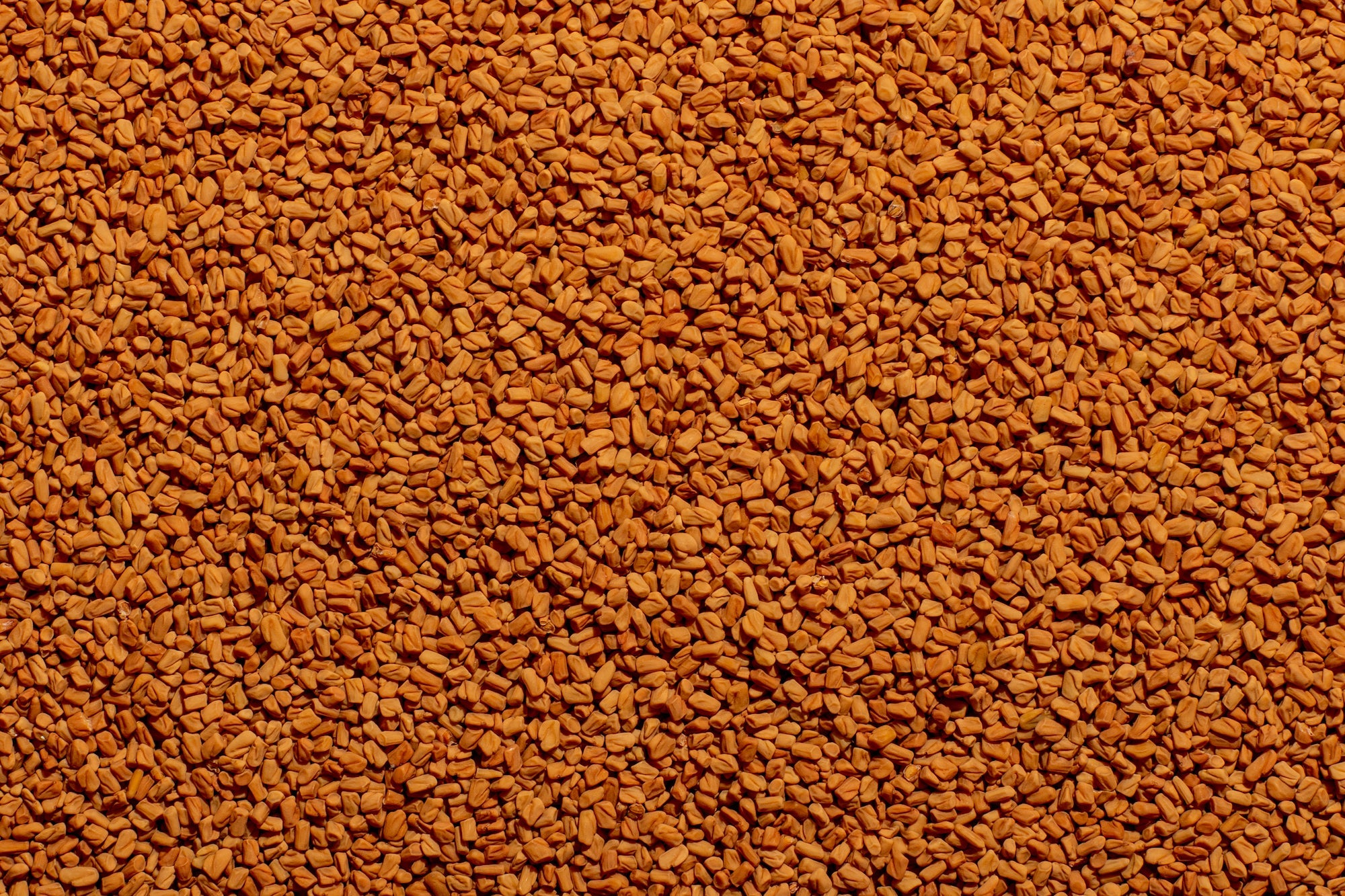 Sughandhi fenugreek seeds