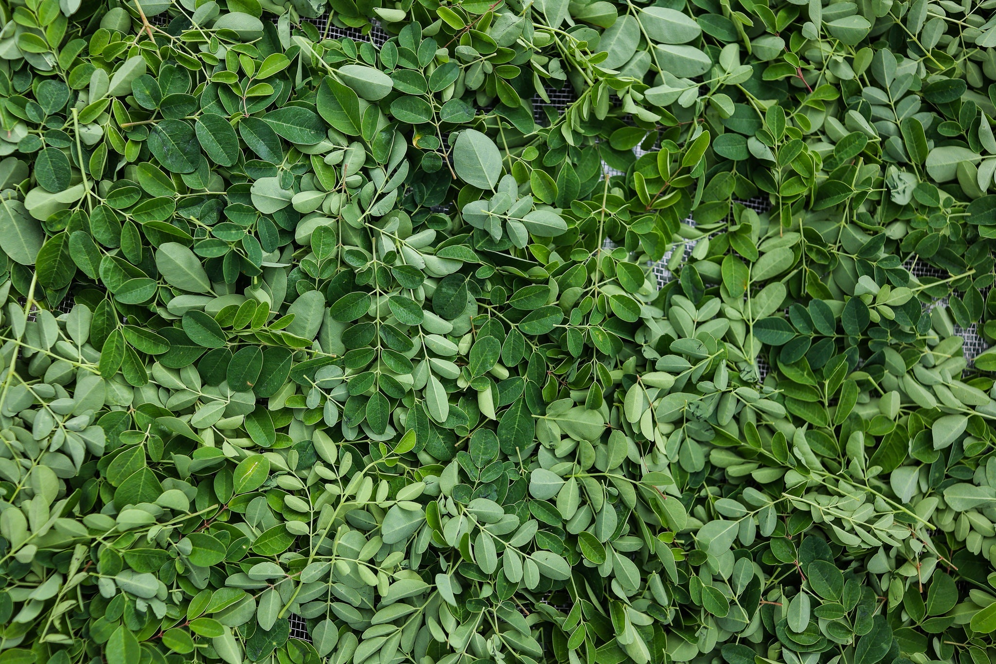 A pile of fresh Kudligi Moringa leaves still on the stem