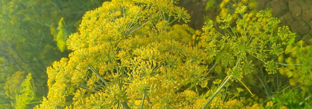 Hariyali Fennel plants flowering