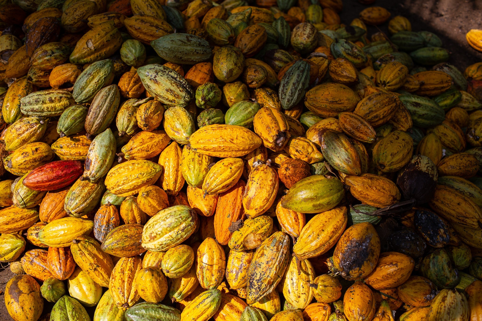 A pile of yellow cacao pods half in sunlight, half in shadow