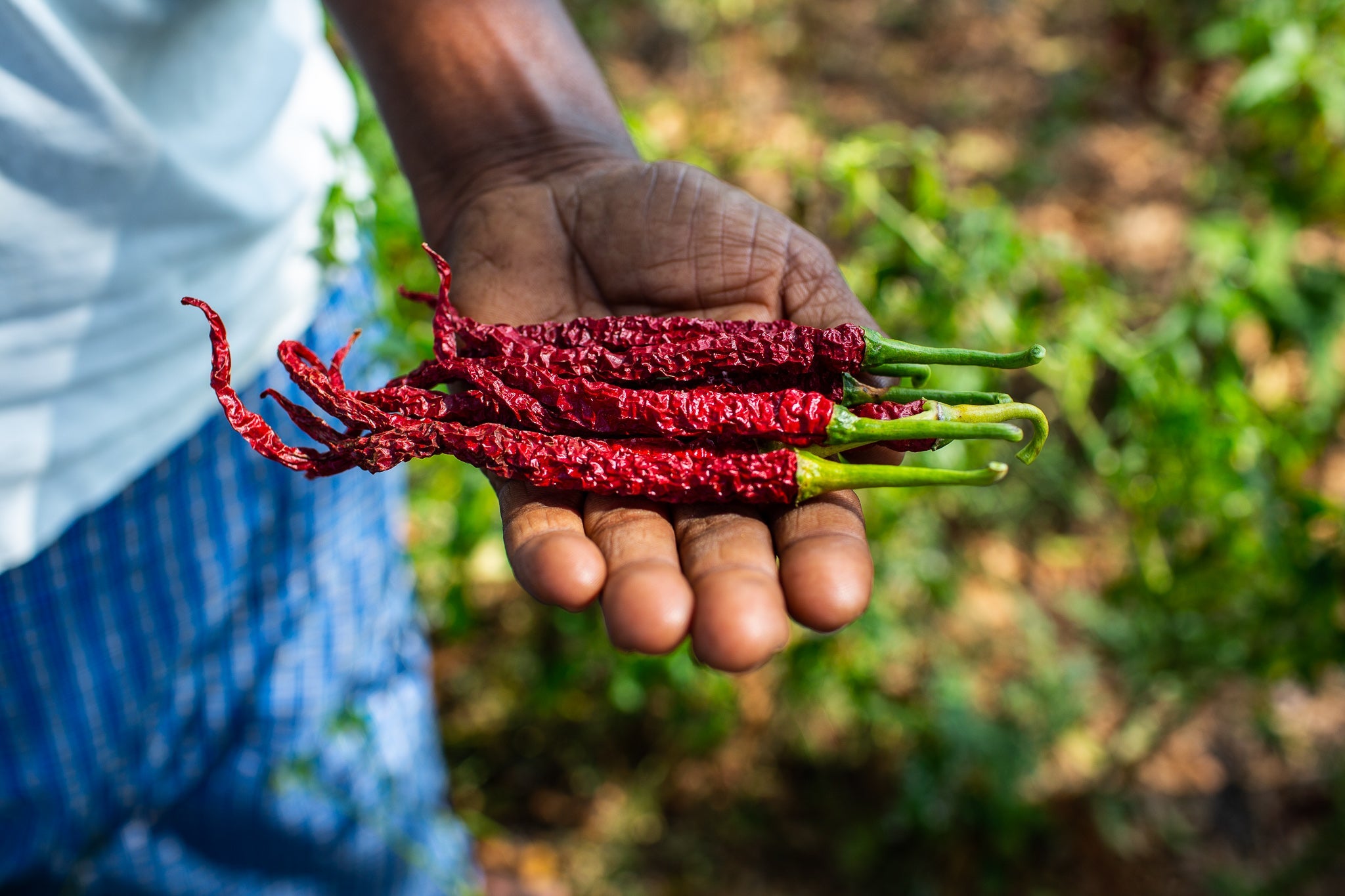 Farmer holding a handful of Byadgi Chillies