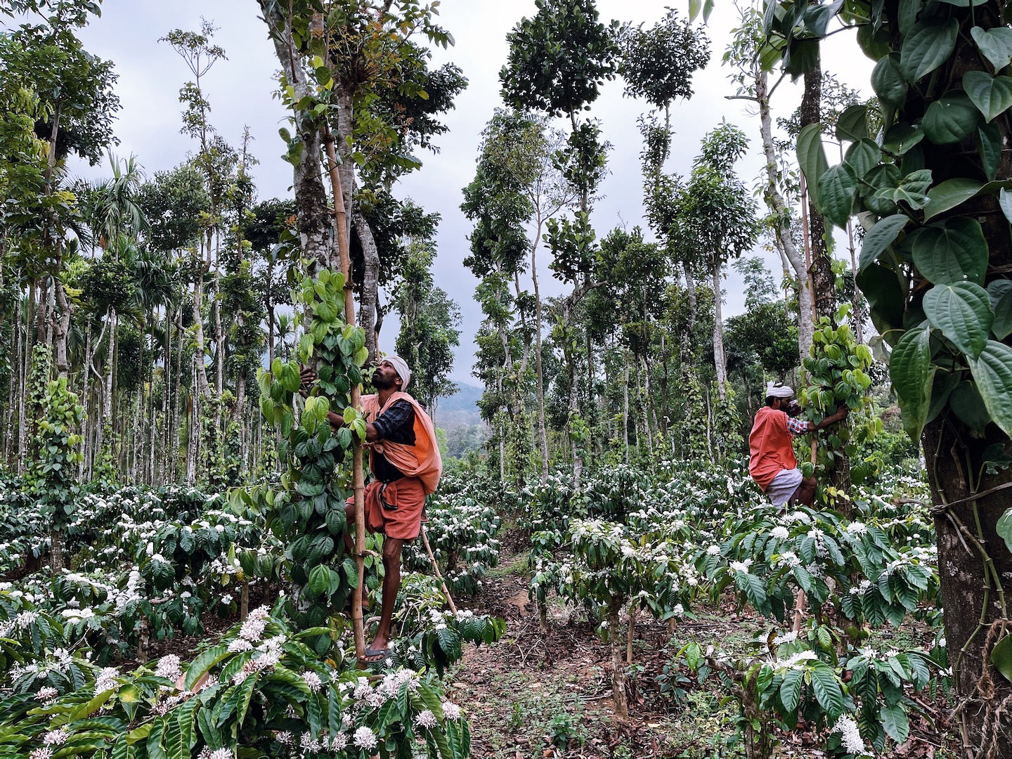 Pepper harvesting