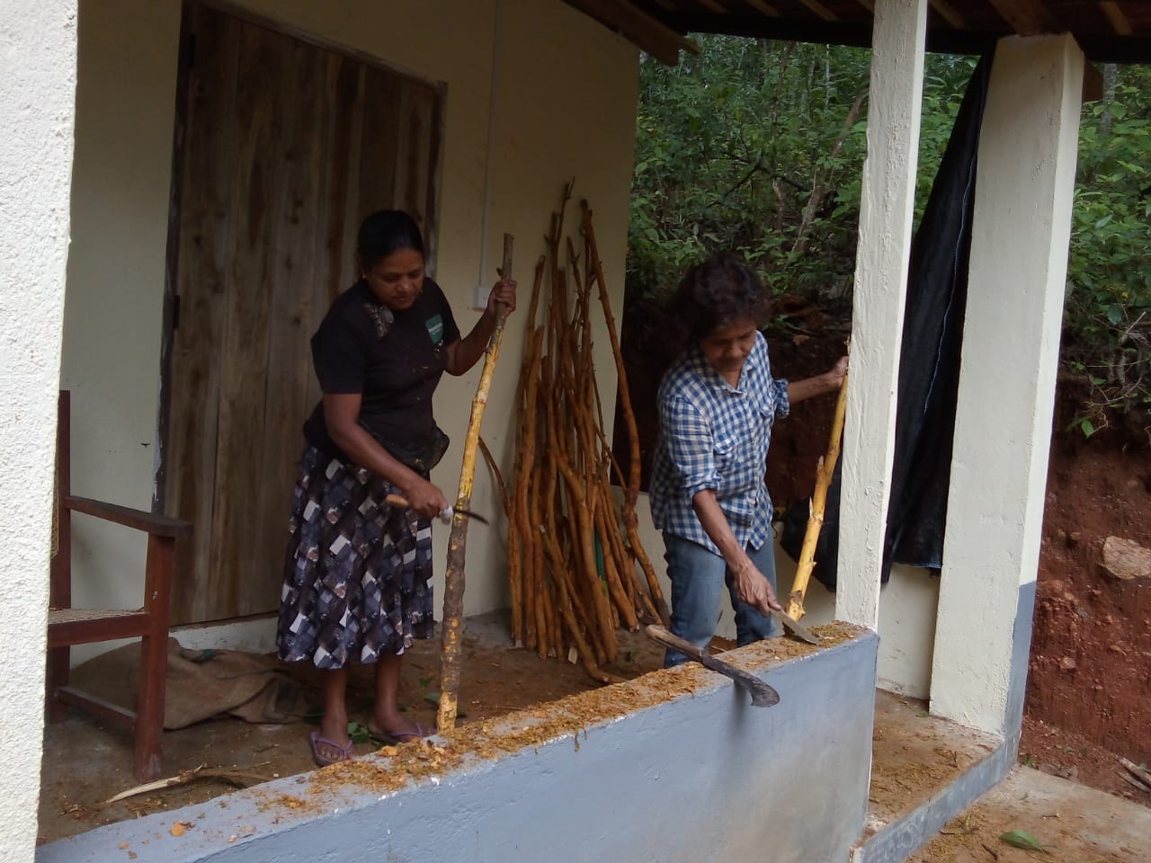 Photo of two farm workers scraping cinnamon off of the branches