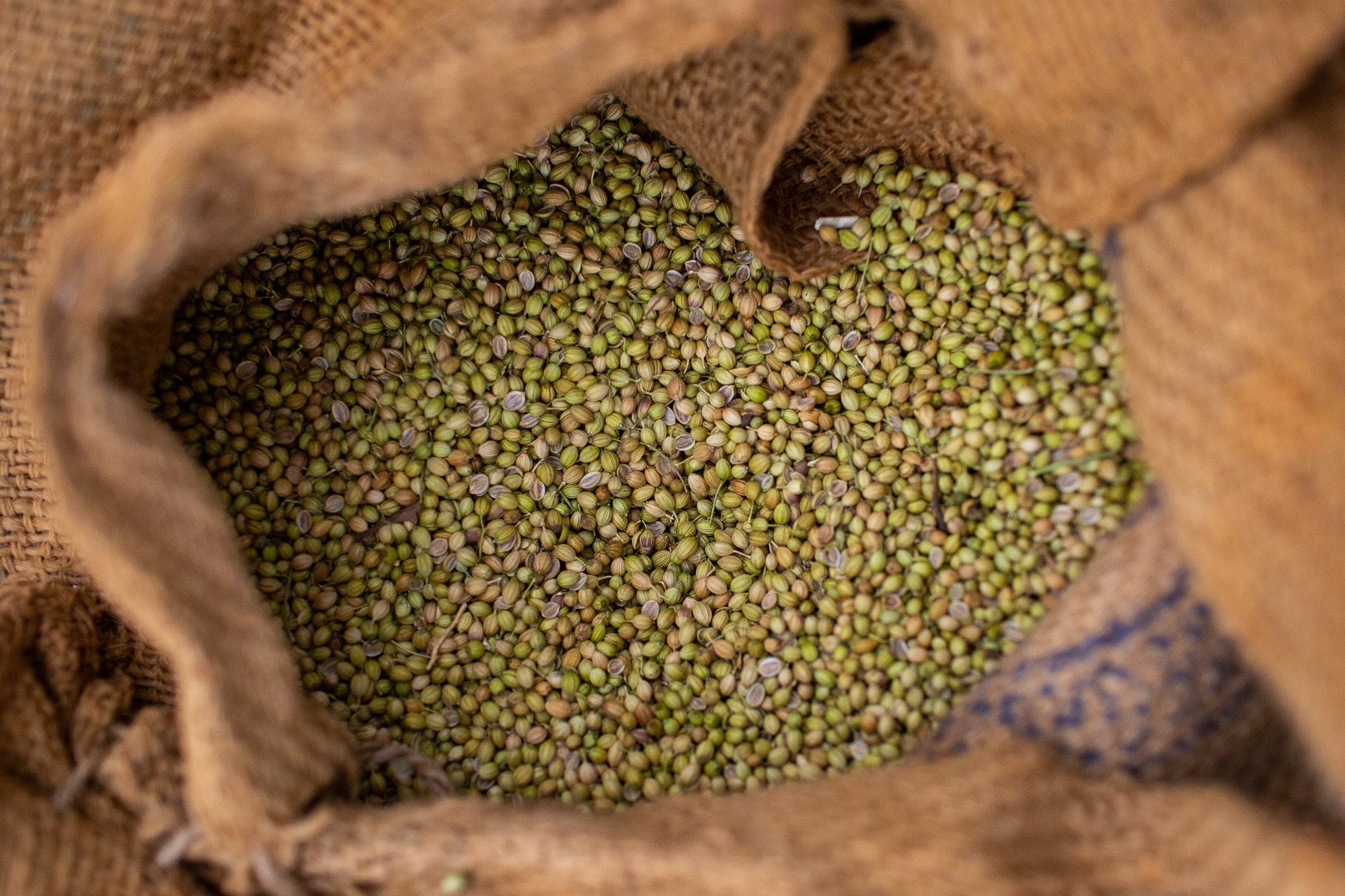 Coriander seeds in burlap sack