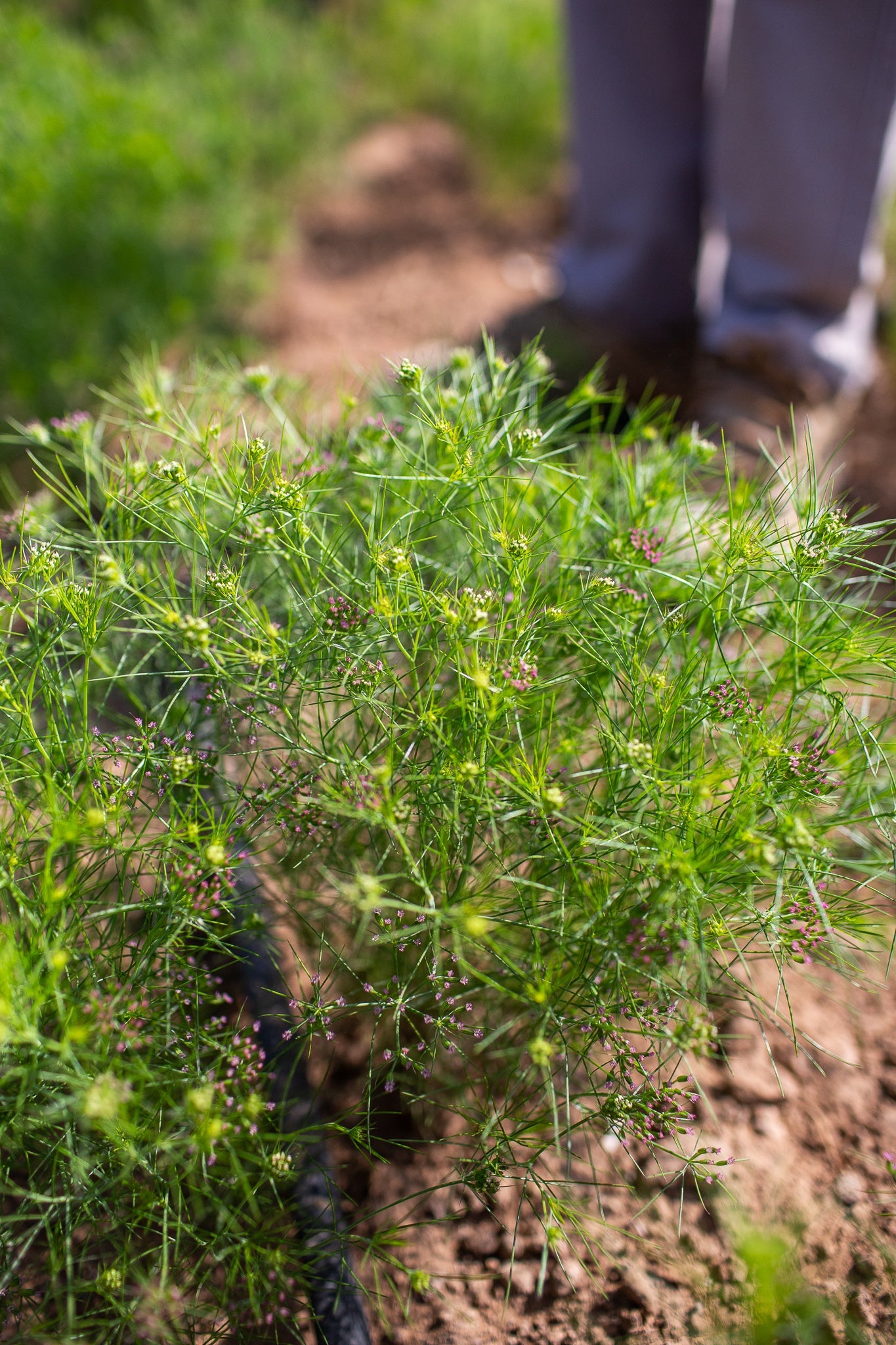 Cumin plant