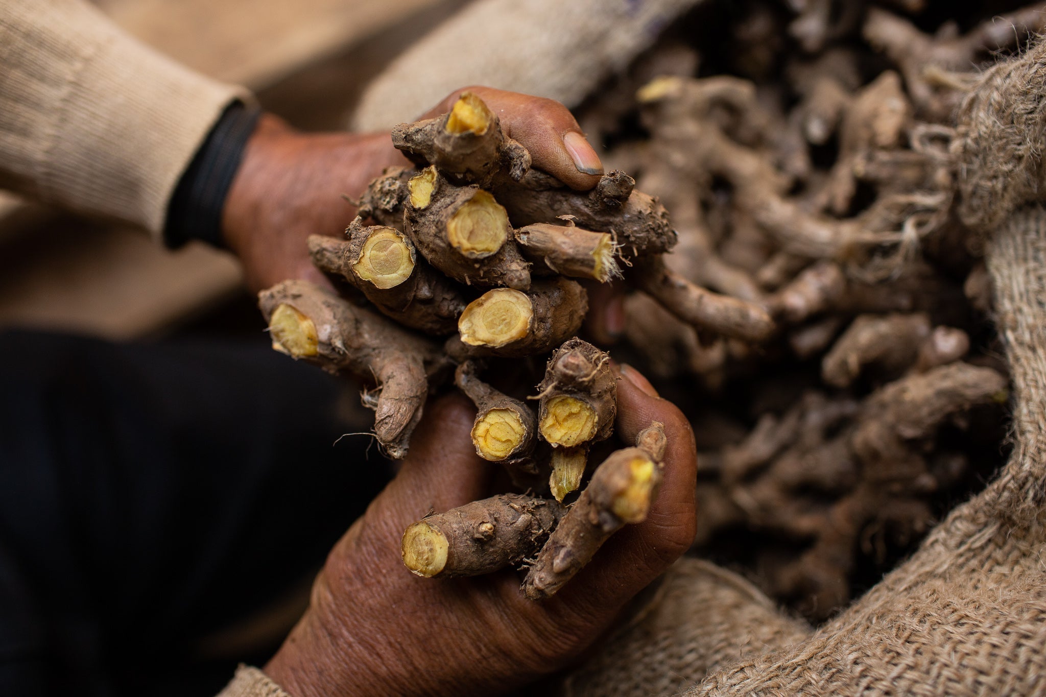 Hands holding cut ginger roots