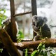 photo of koala in leafy tree clinging to wooden ladder