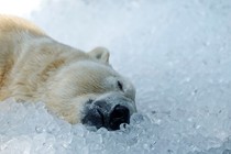 A polar bear rests on a pile of ice cubes.