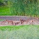 A group of canids that carry DNA from a nearly extinct wolf species