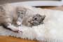 A cat lies on a plush white rug, looking at the camera.