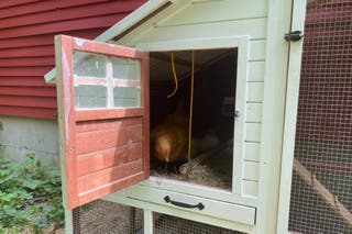 View inside the side door of our pick for best chicken coop, with a blond hen standing in the doorway.