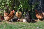 The Best Chicken Coop and Accessories