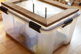 Clear plastic bin containing baby chicks, with a wood and hardware cloth lid.