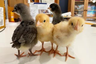 Four fluffy baby chicken, two blond ones staring into the camera and two dark ones with their backs to the camera.