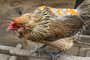 A small patterned hen on a wooden perch, wearing an orange cloth with dinosaurs on her back.