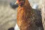 Close view of a dark blond hen staring intently at the camera.