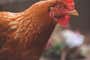 Auburn hued chicken with a large red comb.