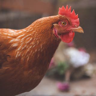 Auburn hued chicken with a large red comb.